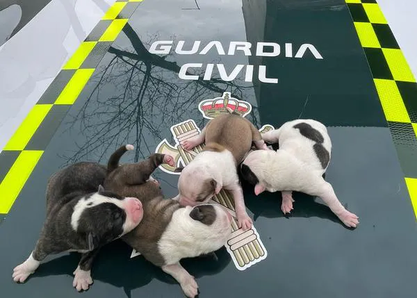¿Alguien nos puede explicar qué tipo de ser humano abandona dentro de una bolsa a cuatro cachorrillos?