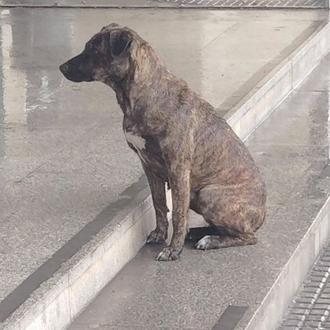 La triste realidad tras la buena noticia del rescate de …