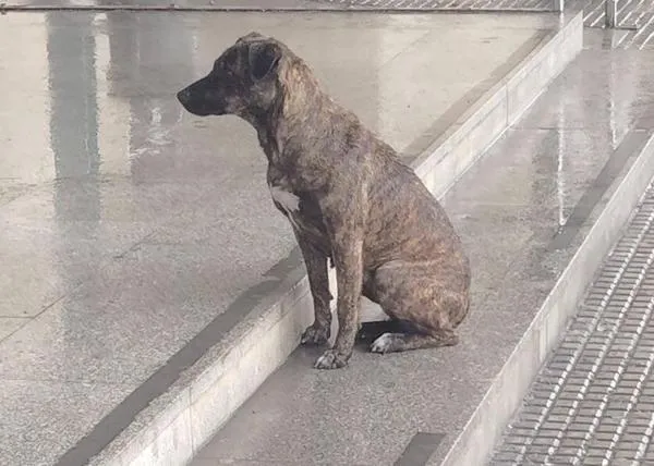 La triste realidad tras la buena noticia del rescate de la perra que esperaba a las puertas de un hospital en Huelva