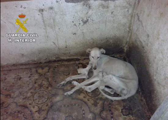 PACMA denuncia que la reforma del Código Penal y la futura Ley de Protección Animal 