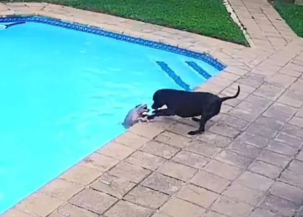 Una perra logra salvar a su 