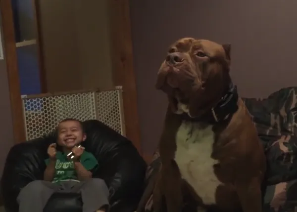 El Pit Bull más grande del mundo, ha salido, además de gigantesco... cantante
