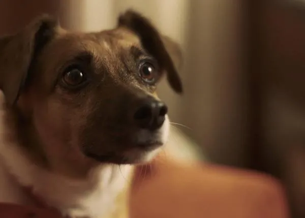La carta de Dori, una perra que vive en una protectora: uno de esos anuncios que deberían ser reales