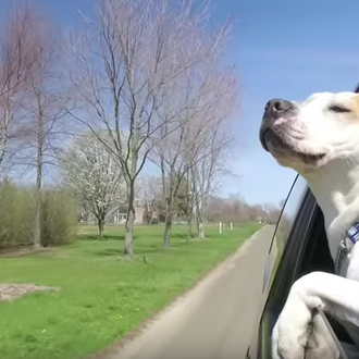 Camino a casa: un perro abandonado encuentra una nueva familia