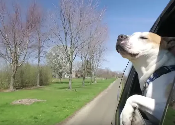 Camino a casa: un perro abandonado encuentra una nueva familia
