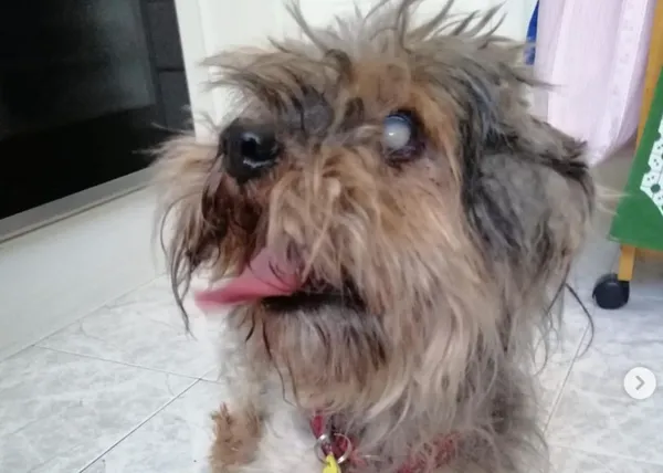 La nueva vida de un can viejito y ciego abandonado (y cómo ayudar a los perros través de la ropa)