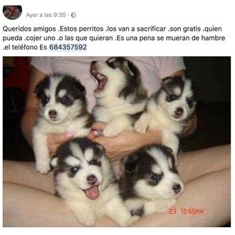OJO con los bulos de perros, versión 2017: no regalan …