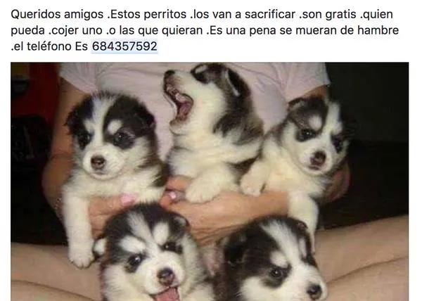 OJO con los bulos de perros, versión 2017: no regalan cachorros de Huskies, ni de Dálmatas...
