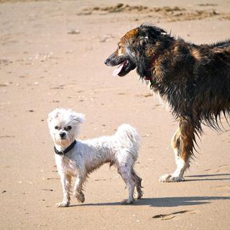 Vacaciones perrunas en la playa y vacaciones perrunas de lujo …