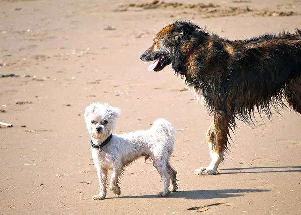 Vacaciones perrunas en la playa y vacaciones perrunas de lujo: The Paw Seasons