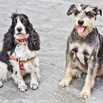 Encuentros perrunos en Sol: Tula, una lindísima amiga de SrPerro