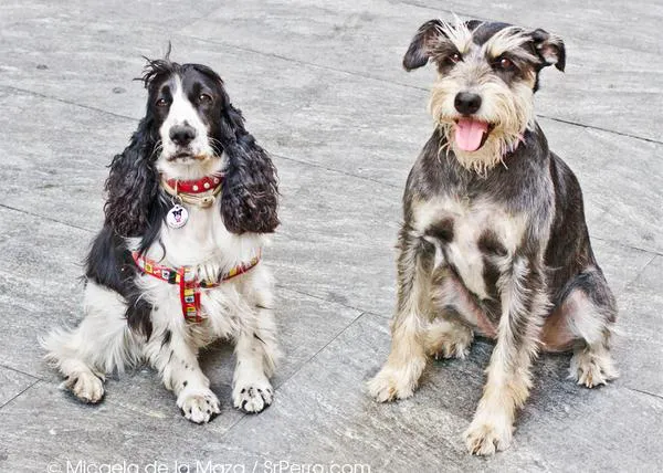Encuentros perrunos en Sol: Tula, una lindísima amiga de SrPerro