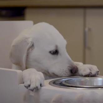 El megaesófago en perros y su 