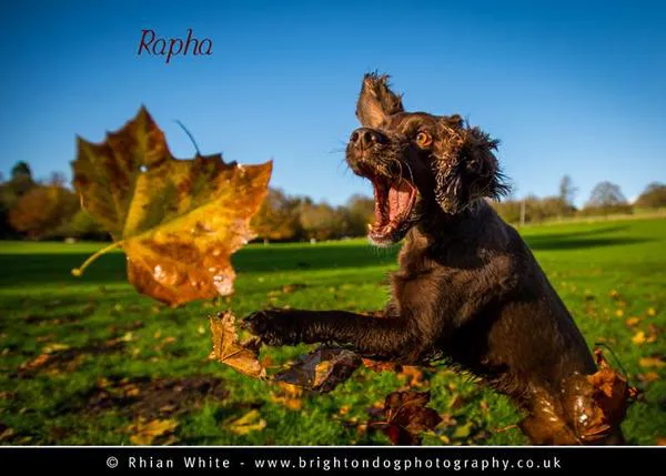 Perros felices = buenos retratos de perros, la fotografía canina vista por Rhian White