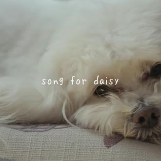 Música creada especialmente para calmar a perros nerviosos o con …