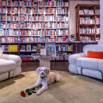 Sant Jordi 2024: firmas de libros, estands solidarios y librerías …