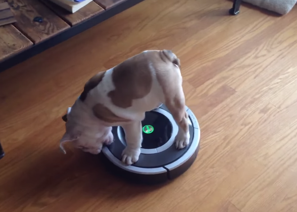 De monstruo a juguete: las aventuras de un bulldog inglés en una roomba