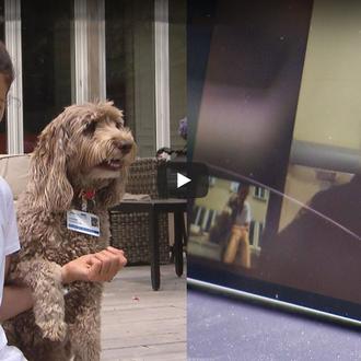 Las visitas virtuales de una perra de terapia animan a …