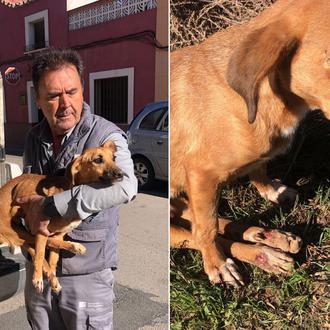 ¡¡Han encontrado sano y salvo a Ángel, el perro paraplégico …