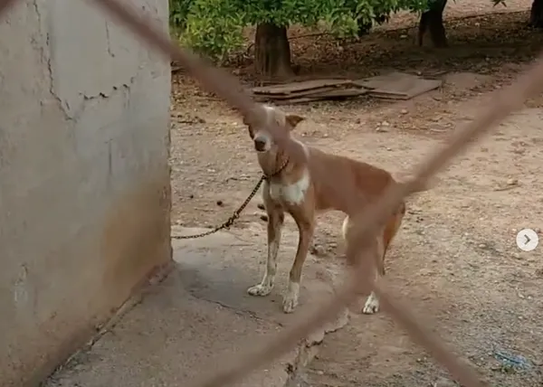 ¿Cuánto tardan en actuar las autoridades tras una denuncia ante un caso de maltrato animal?