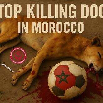 Marruecos aprueba una Ley de Protección Animal, ¿una medida real …