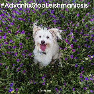 Día Nacional por la Prevención de la Leishmaniosis: protege a …