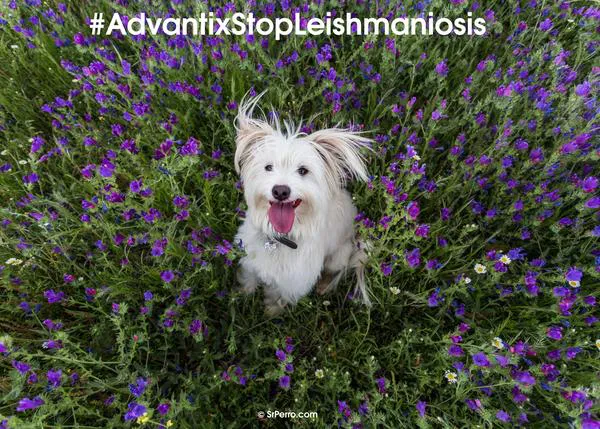 Día Nacional por la Prevención de la Leishmaniosis: protege a tu perro y súmate al equipo de #AdvantixStopLeishmaniosis