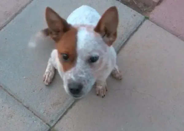El cachorrito y los pedos