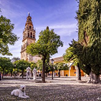 En Andalucía tener perro (o gato) desgravará: hasta 100 euros …