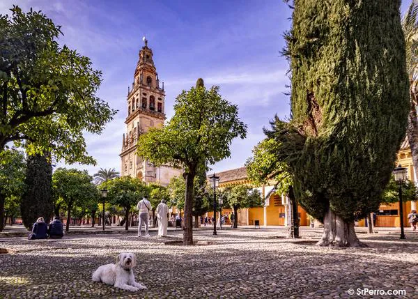 En Andalucía tener perro (o gato) desgravará: hasta 100 euros el primer año, durante tres años si se trata de un animal adoptado