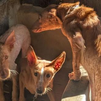 El SEPRONA rescata a 22 podencos, a 22 perros de …