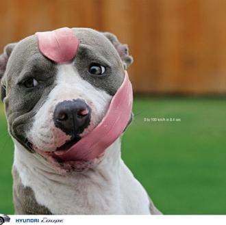Perros y publicidad: 10 anuncios que arrancan sonrisas