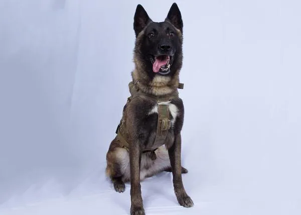 El Pastor Belga Malinois encumbrado como héroe en todo el mundo y el peligro de las modas perrunas