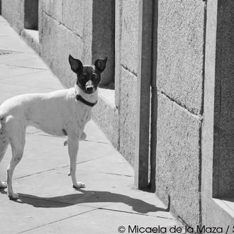 Encuentros perrunos: China, una bodeguera en Huertas