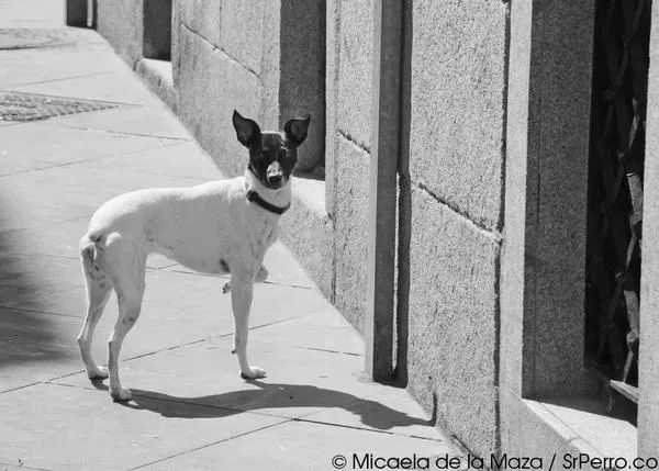 Encuentros perrunos: China, una bodeguera en Huertas