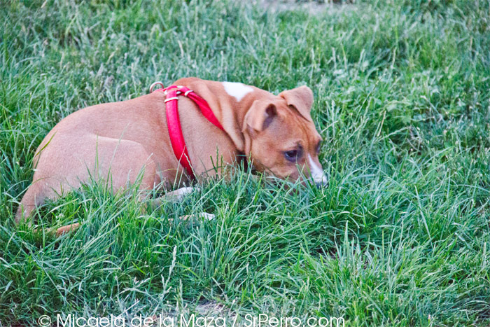 cachorro con parasitos intestinales