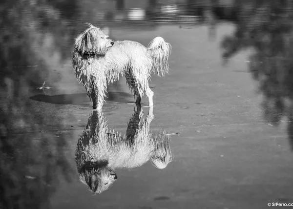 Formación gratuita y online con un breve test: así serán los cursos para quien quiera adoptar o comprar un perro