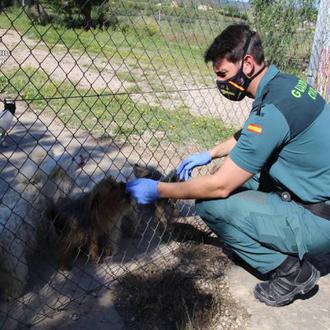 Más de 1.000 peticiones para acoger a los perros …