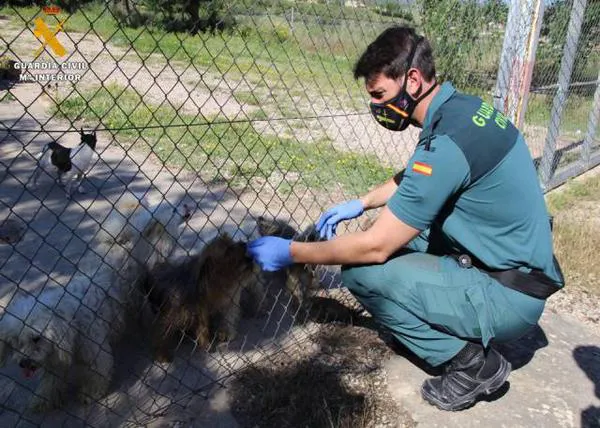 Más de 1.000 peticiones para acoger a los perros del criadero del infierno de Zaragoza