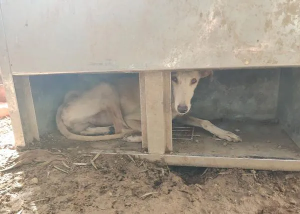 18 meses de prisión y 4 años de inhabilitación por maltratar a 29 perros de caza, causando la muerte a 2 de ellos