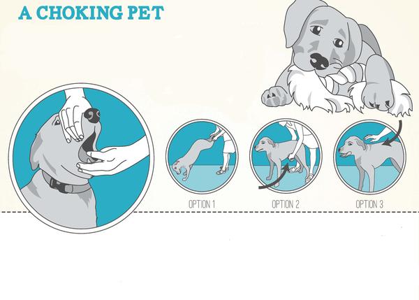Qué puedes hacer tu perro se atraganta y no puede respirar?
