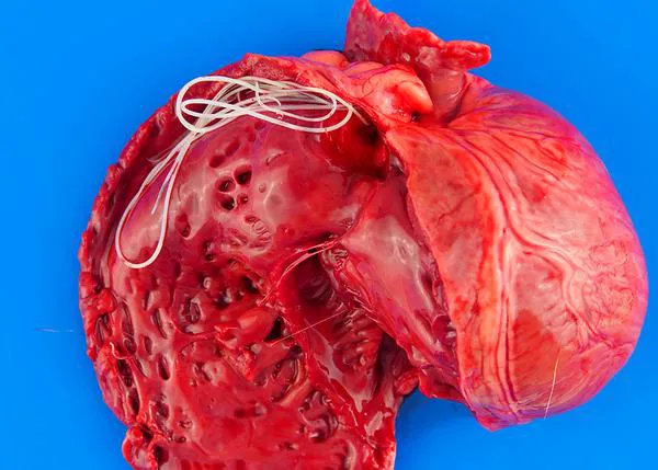 Un nuevo estudio de ADN reescribe la historia evolutiva del gusano del corazón, uno de los parásitos caninos más extendidos del mundo