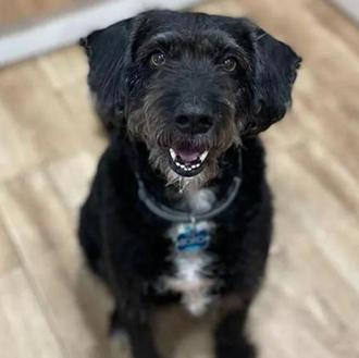 Boro ha sido visto y localizado pero aún NO ha …