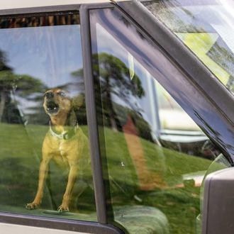 Más del 84% de perros muestran señales de miedo o …