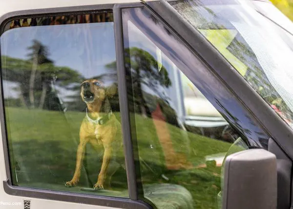 Más del 84% de perros muestran señales de miedo o ansiedad de forma cotidiana: a los ruidos, otros perros, a los baños...