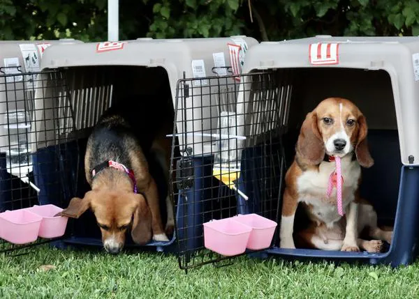 De un laboratorio en China a un hogar en EEUU: el viaje de 30 perros utilizados en experimentos gracias a Beagle Freedom Project