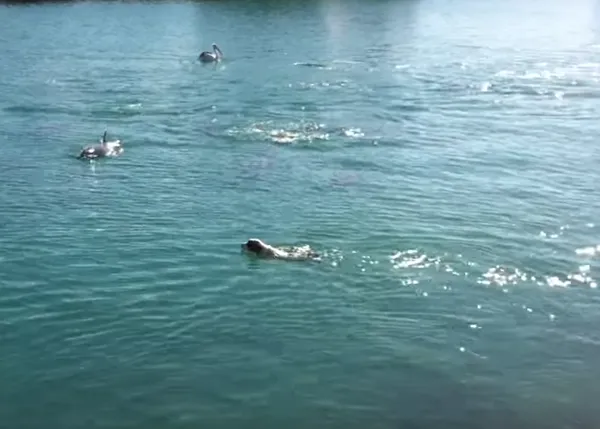 Amistades improbables pero ciertas: un perro nada con delfines y pelícanos