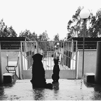 Si quieres adoptar...   o porqué una protectora no es un …