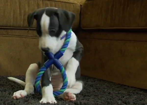 Píldoras de buen humor: un cachorro de gran danés atascado en su juguete