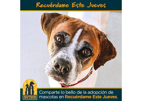 El último jueves de septiembre está dedicado a los perros que no tuvieron un final feliz y también a los que esperan tenerlo